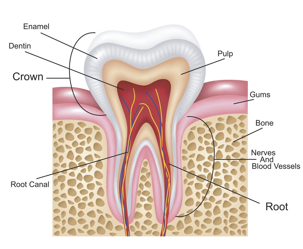 Human Tooth Anatomy