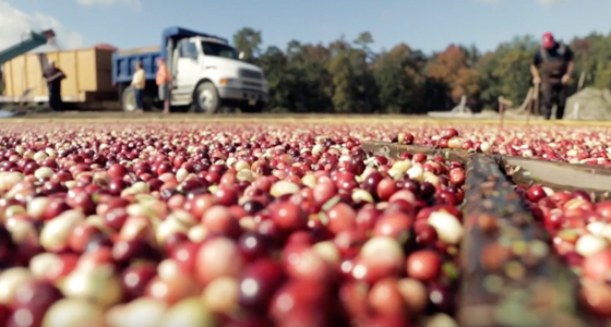 9503-5 Home-Cranberries-560x300.jpg