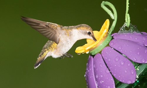 Hummingbird with feeder