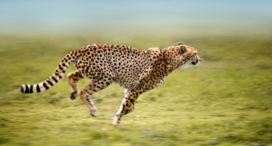 11476-6 5Secrets-Cheetah-560x300.jpg