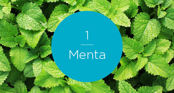129314-7 Herbs-Mint-560x300_numbered.png
