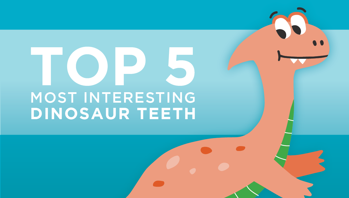 Top 5 Most Interesting Dinosaur Teeth